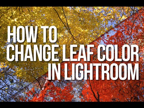 Quick Tip: Change the Color of Leaves in Lightroom Quick Tip: Change the Color of Leaves in Lightroom