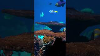 🔴🤿🐠 El Mejor Video De Peces Bajo El Mar:🐟 Música Ambiental #músicaambiental #videorelajante #calma