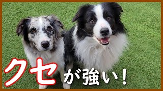 おやつをキャッチする姿が可愛すぎる親犬！【生後67日の子犬】【ボーダーコリー】