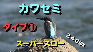 カワセミのダイビングを集めました。スーパースロー撮影です。都会のカワセミの可愛い姿をご覧ください。