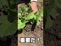 【ジャガイモの芽かきやり方】＃shorts＃有機無農薬栽培 ジャガイモ