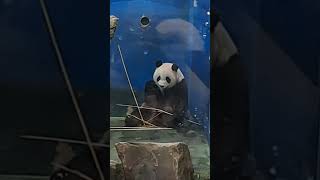 圓仔：這根竹竿就是人類的審美觀嗎？為啥人類那麼愛減肥咧  #panda #cute #貓熊 #memes