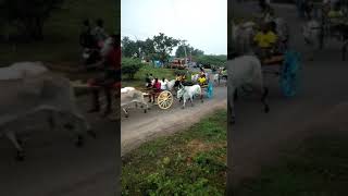 Mattu Pongal 2021 will be celebrated with great joy and fervour in KATTIYAPATTI