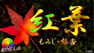 紅葉（こうよう）【スライドショー】Autumn leaves slideshow