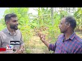 വയനാടൻ മണിചോളം നൂറുമേനി വിളഞ്ഞു jowear farming wayanad meenagadi