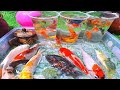 Unboxing ikan hias warna warni, ikan cupang ,ikan koi, ikan komet, ikan koki, kura kura Brazil, gupy