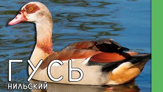 Нильский гусь!🦆Интересные факты #ростовскийзоопарк #интересныефакты #птицы