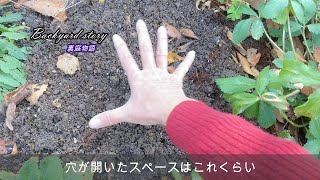 【田舎のガーデニング】晩秋～初冬１２月に入ってやっとチューリップ球根買ってきました【裏庭物語】