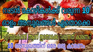 നാടൻ കോഴികൾക്ക് വരുന്ന 10 ഓളം രോഗത്തിനു ഒരേ ഒരു കാരണം 😔