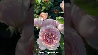 Роза Херитейдж/ rose Heritage #розарий #садоводство #розы #цветы #roses #сад