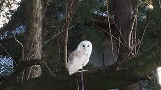 メンフクロウのフリーフライト