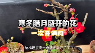 冬季盛开的鲜花好漂亮