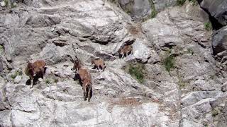 Mountain Mothers [Markhor Conservation, Jammu \u0026 Kashmir]