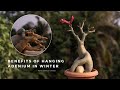 Benefits of hanging adenium in winter | Adenium winter care | Roy's Terrace Garden