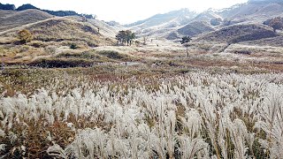 砥峰高原ススキ見ごろ　4ＫTonomine Kogen Japanese pampas grass is in full bloom