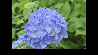 5월의 수국꽃 🍃🪻🌿 Hydrangea flowers in May 🍃🪻🌿