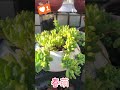 多肉ep741 春萌