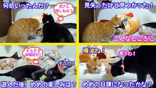 ＜2匹の猫通信＞「ほっこりライブ」猫じゃらしを見失い必死に探すマック！遊び疲れためめちゃんの楽しみは何？2021 03 19 Cat live Stream in Japan -Cat Life TV