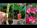 How to grow adenium tree grafting at home step by step easy Way