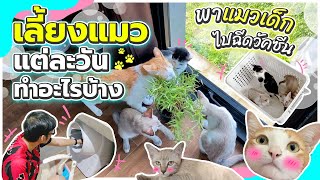 เลี้ยงแมวแต่ละวันทำอะไรบ้าง + พาแมวเด็กไปฉีดวัคซีน | LicktWithToy