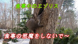 食事中のエゾリス