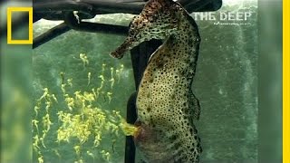 Watch a Seahorse Give Birth to 2,000 Babies | National Geographic