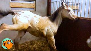 Baby Horse Scared Of People Melts In Lady’s Hugs | Cuddle Buddies