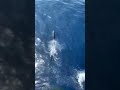 A normal day at sea #dolphin #ship #happy #love #trending #trend #shorts #shortsfeed #dolphins#funny