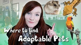 Where to find Adoptable Small Animals, Birds & Reptiles | Pets for Adoption!