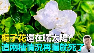 梔子花到底能不能曬太陽？這兩種情況就別再曬了，小心你心愛的梔子花“見光死”！|禪藝綠植工作室