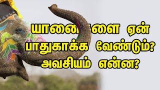 யானைகளை ஏன் பாதுகாக்க வேண்டும்? அவசியம் என்ன? | Importance of Elephant