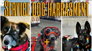 Service dog harassment + Fake service doggie TikTok complication {part 2}