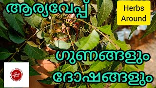 ആര്യവേപ്പ് ഗുണങ്ങളും ദോഷങ്ങളും/Neem Tree/Herbs around/My splendid days/plant care gardening/2022/new