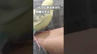 【セキセイインコ】寝る前のふれあいタイム クリームハルクイン♂ 2024/3/3付 #インコ #shorts #budgerigar