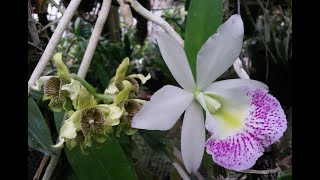 Fragrant orchids - BC Hawaii Star Hsinying \u0026 Dendrobium macrophyllum