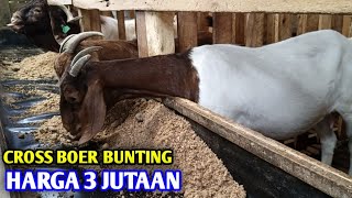 Kambing Cros Boer Bunting Di Sini Di Jual Murah