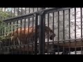 スマトラトラ（ミンピ）@野毛山動物園20200712