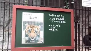 スマトラトラ（ミンピ）@野毛山動物園20200712