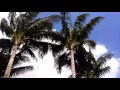 Mature Maypans in the wind / coconut palms