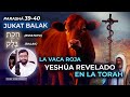 La VACA ROJA: YESHÚA revelado en la TORAH | #39-40 Parashat JUKAT - BALAK (ESTATUTO - BALAK)