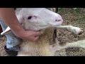 Foot Rot In Sheep – And How To Treat It