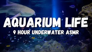 Magical Underwater life: Ambient Aquarium Sounds For Relaxation And Sleep