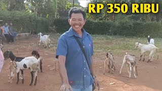 Menjelang Datangnya Bulan Penuh Berkah Harga Kambing Lumayan Murah