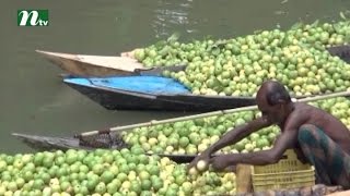 ঝালকাঠি জেলার পেয়ারা চাষিদের ন্যায্য দাম না পাওয়ার আশঙ্কা | সংবাদ ও কারেন্ট অ্যাফেয়ার্স