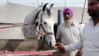 Hanumangarh horse mela videos (10 घोड़े घोड़ी लाए बेचने के लिए सस्ते रेटों में)