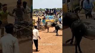 #jallikattukalai #manjuvirattu #jallikattu #reklam #mass #trending #whatsappstatus #tamil #tiktok