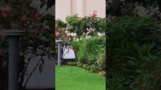 Lush green lawn with Bougainvillea Balsam and Sunflowers 🥰🥰#flower#viral # #plant #paradise#heaven