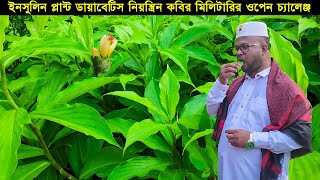 ইনসুলিন প্লান্ট গাছ! কবির মিলিটারির ওপেন চ্যালেঞ্জ! ডায়াবেটিস নিয়ন্ত্রিত গাছ