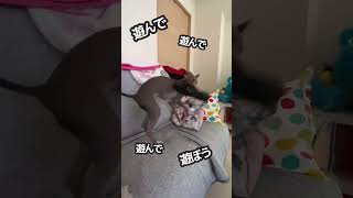 「イタズラしてるよ！」わざとアピールする犬 #イタグレ #dog #犬 #イヌ #italian #愛犬 #shorts