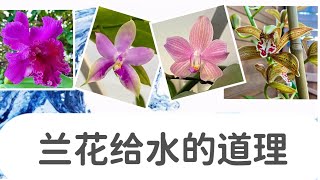 「22107」兰花给水，掌握道理，浇水不再困惑 // 静姐说花898